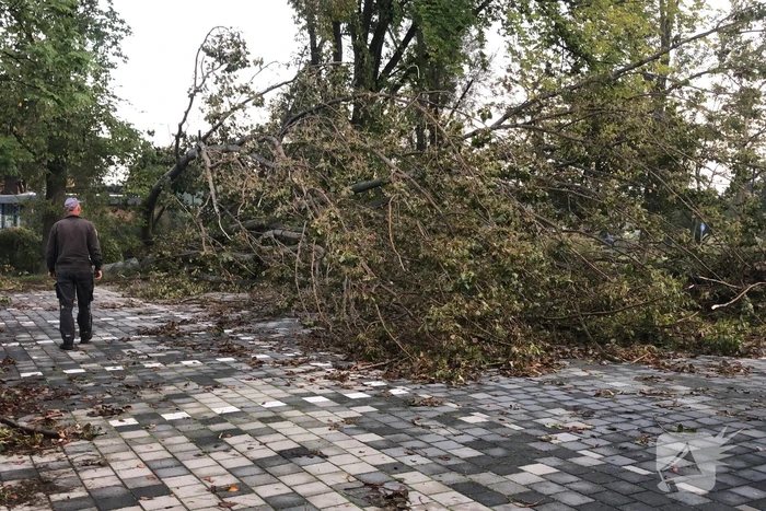 Omgevallen boom blokkeert fietspad en pakeerplaats