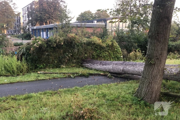 Omgevallen boom blokkeert fietspad en pakeerplaats