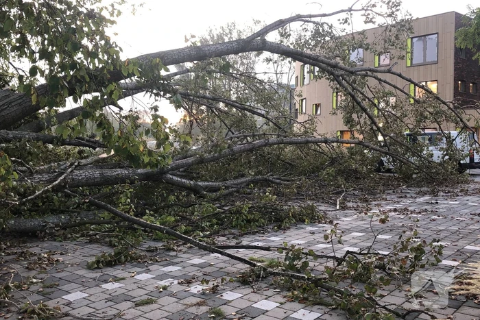 Omgevallen boom blokkeert fietspad en pakeerplaats