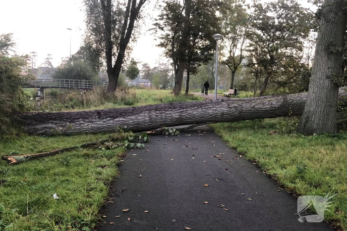Omgevallen boom blokkeert fietspad en pakeerplaats