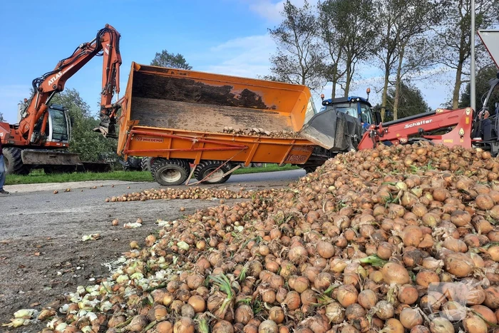 Wegdek bezaaid met net geoogste uien