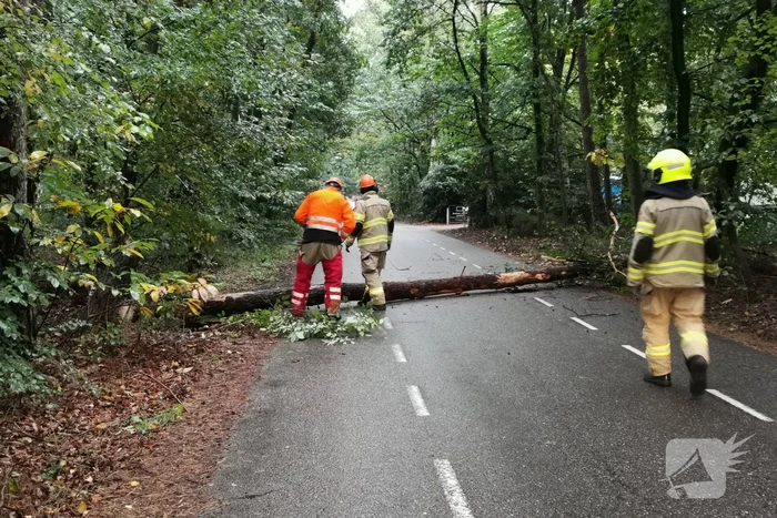 Brandweer zaagt twee gevaarlijk hangende bomen om