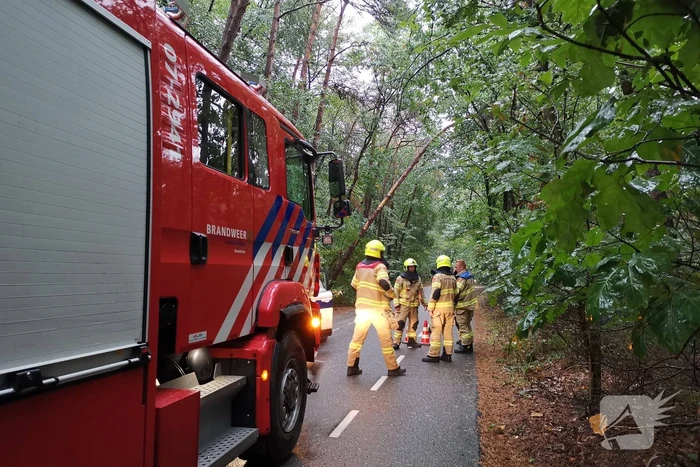 Brandweer zaagt twee gevaarlijk hangende bomen om