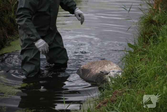 Brandweer redt schaap uit sloot