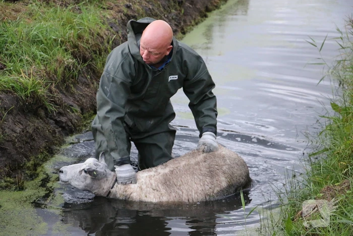 Brandweer redt schaap uit sloot