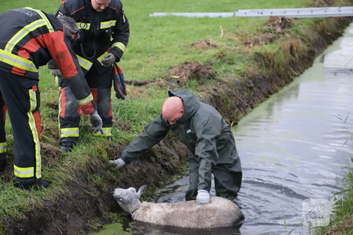 Brandweer redt schaap uit sloot