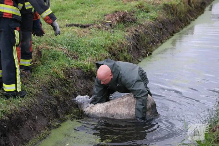 Brandweer redt schaap uit sloot