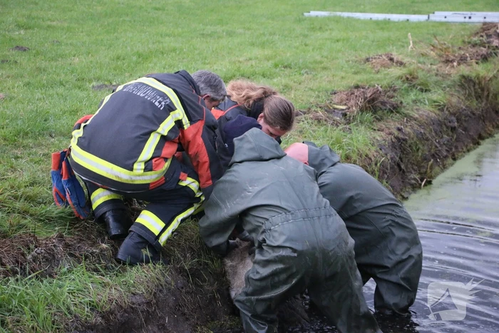 Brandweer redt schaap uit sloot