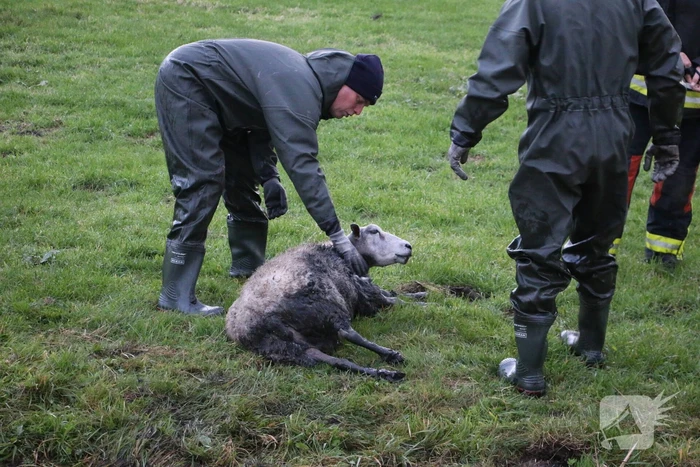 Brandweer redt schaap uit sloot
