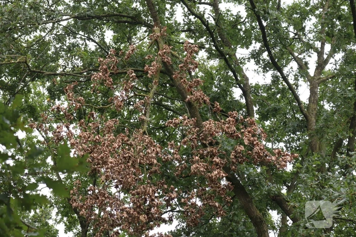 natuur oosteinde scherpenzeel