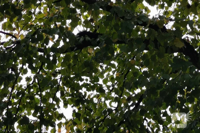 Kat door de brandweer uit de boom gehaald