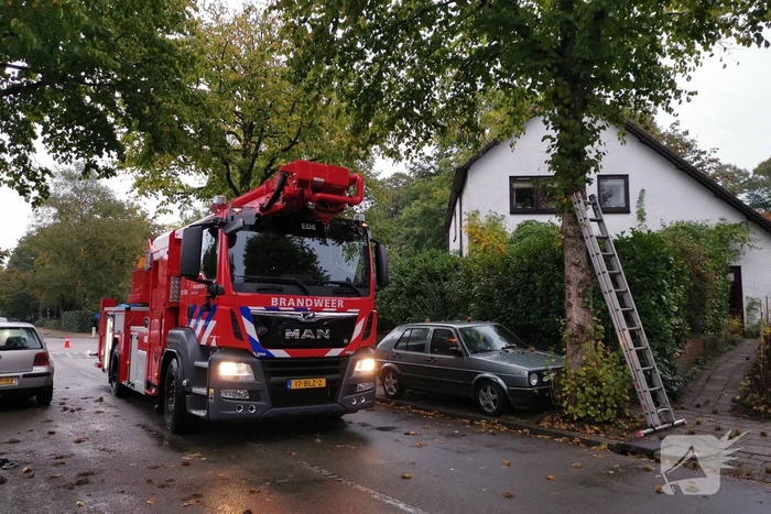 Kat door de brandweer uit de boom gehaald