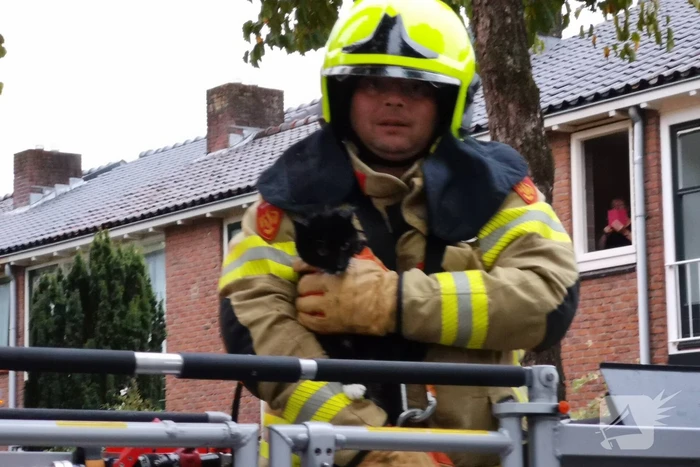 Kat door de brandweer uit de boom gehaald