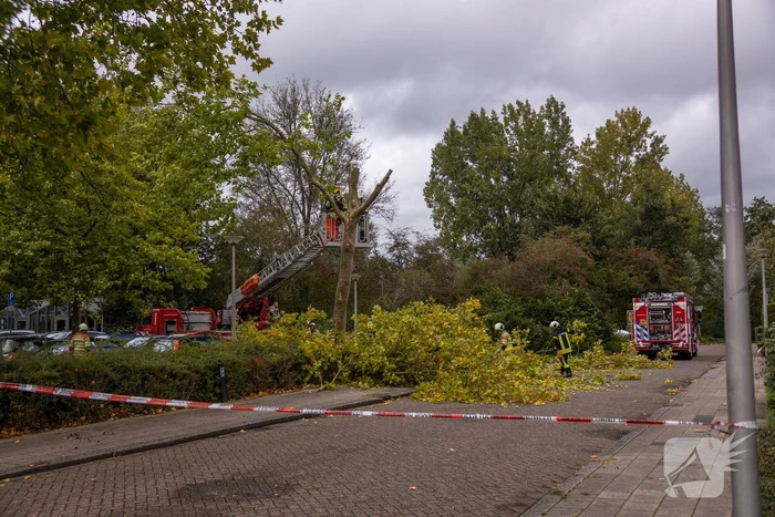 Kaalslag aan grote boom door storm