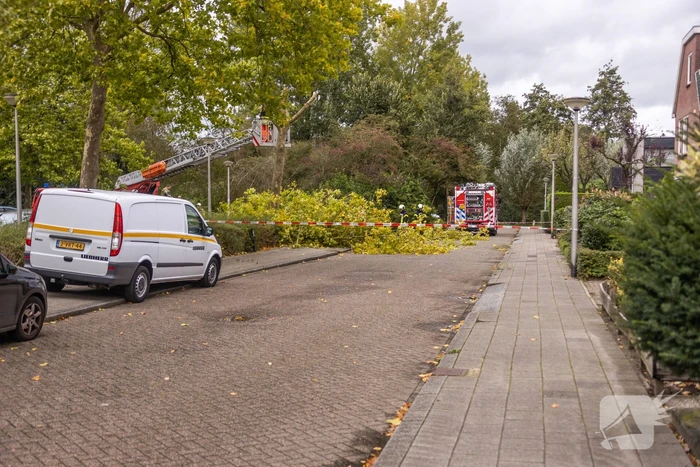 Kaalslag aan grote boom door storm