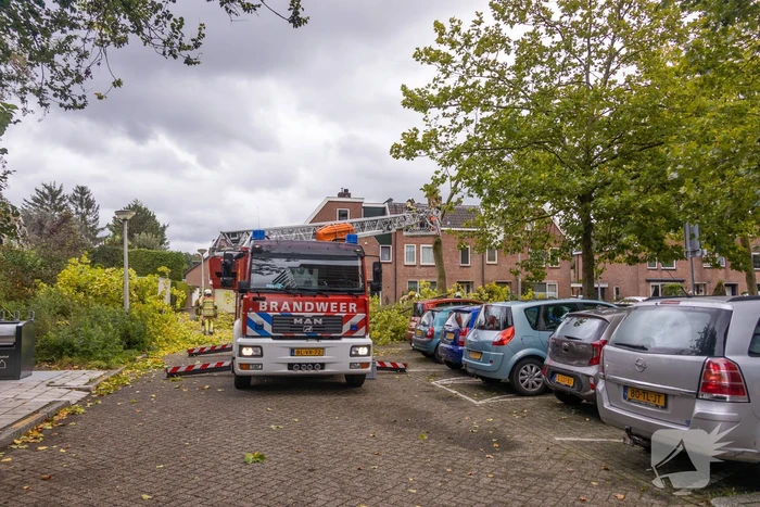 Kaalslag aan grote boom door storm