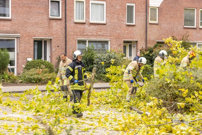 Kaalslag aan grote boom door storm