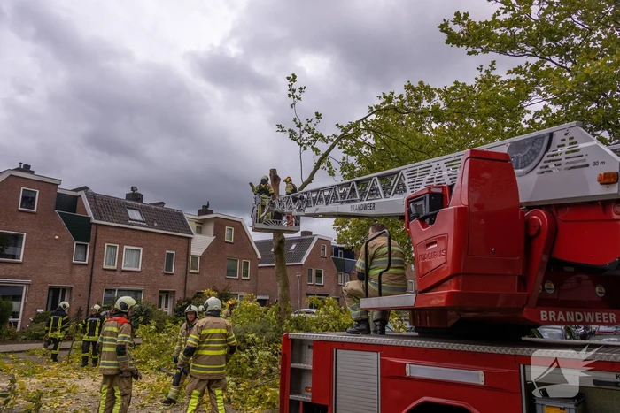 Kaalslag aan grote boom door storm