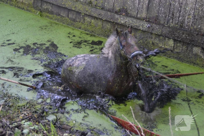 Paard met man en macht uit de sloot getrokken