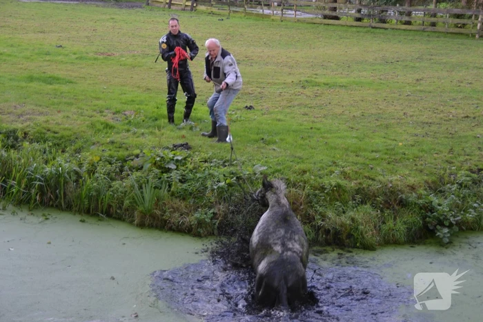 Paard met man en macht uit de sloot getrokken