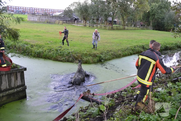 Paard met man en macht uit de sloot getrokken