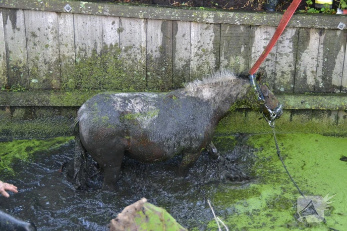 Paard met man en macht uit de sloot getrokken