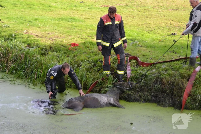 Paard met man en macht uit de sloot getrokken