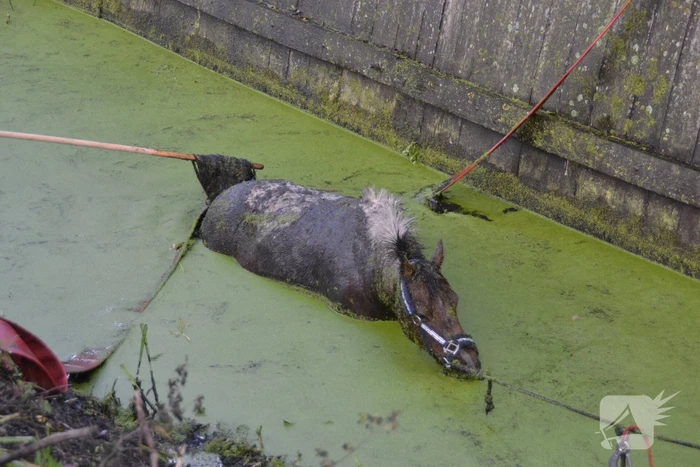 Paard met man en macht uit de sloot getrokken