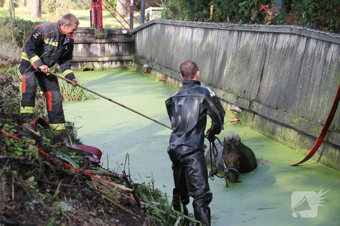 Paard met man en macht uit de sloot getrokken