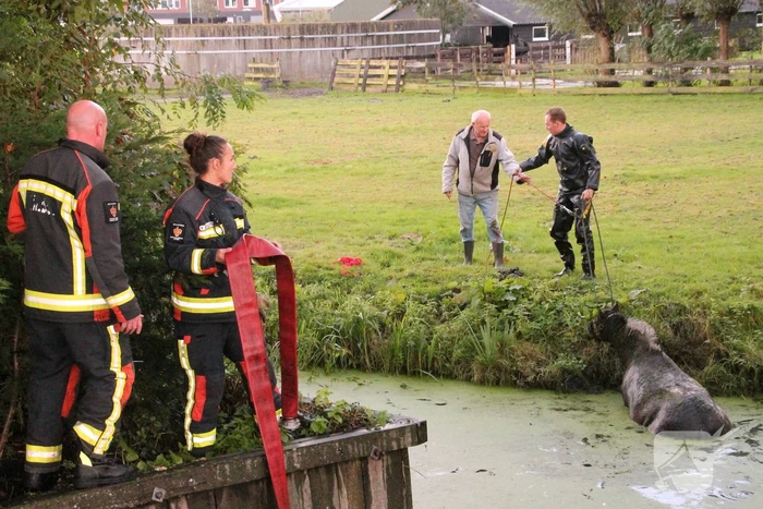 Paard met man en macht uit de sloot getrokken