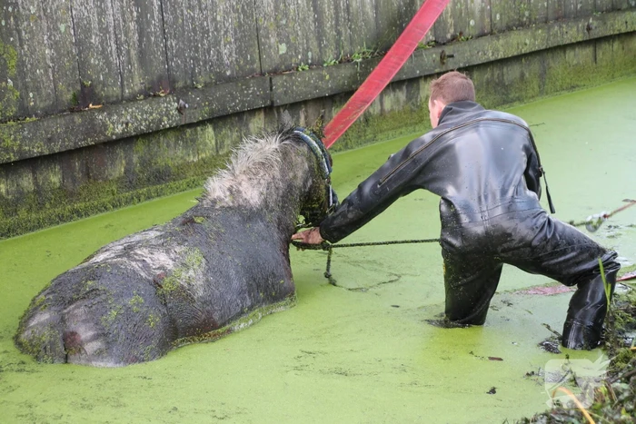 Paard met man en macht uit de sloot getrokken