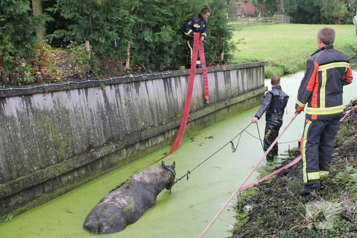 Paard met man en macht uit de sloot getrokken