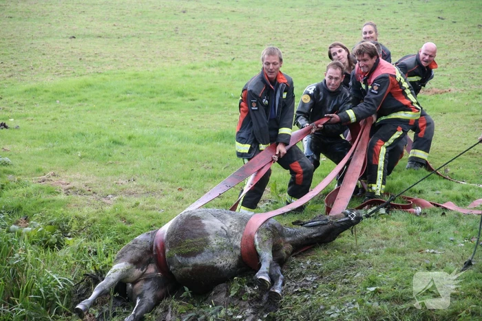 Paard met man en macht uit de sloot getrokken
