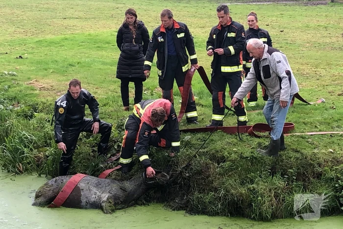 Paard met man en macht uit de sloot getrokken