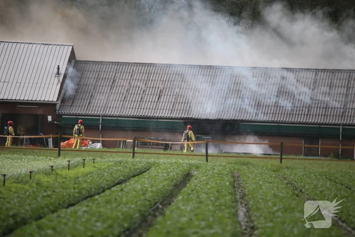 Grote brand in varkensstal gepaard met veel rook
