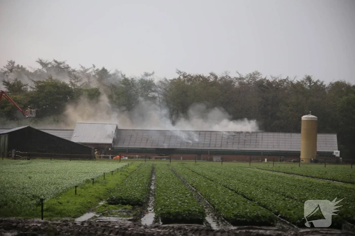 Grote brand in varkensstal gepaard met veel rook