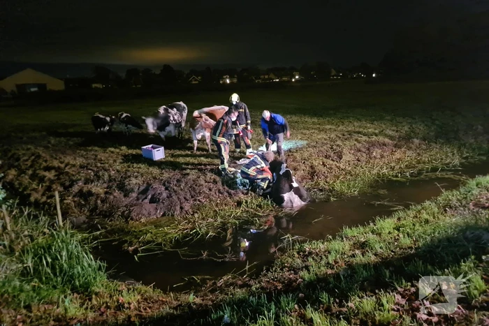 Nachtelijke reddingsactie voor koe te water