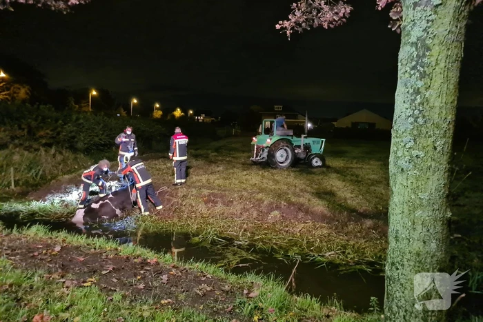 Nachtelijke reddingsactie voor koe te water