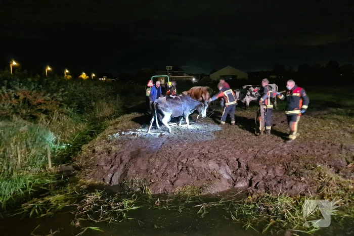 Nachtelijke reddingsactie voor koe te water