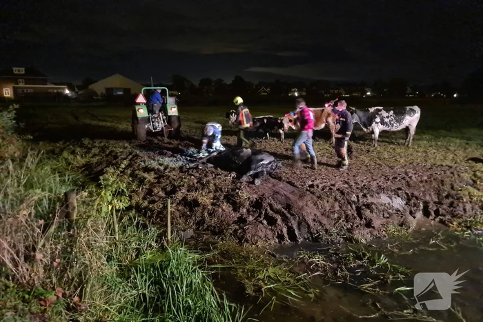Nachtelijke reddingsactie voor koe te water