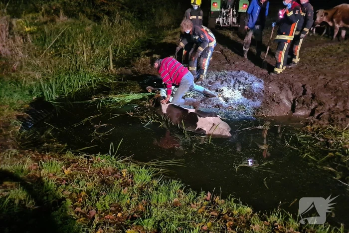 Nachtelijke reddingsactie voor koe te water