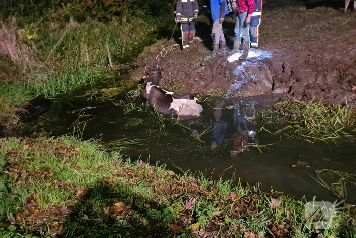 Nachtelijke reddingsactie voor koe te water