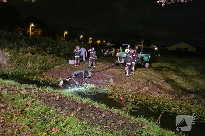 Nachtelijke reddingsactie voor koe te water
