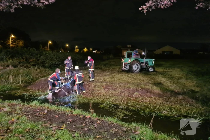 Nachtelijke reddingsactie voor koe te water