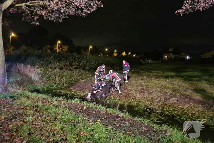 Nachtelijke reddingsactie voor koe te water