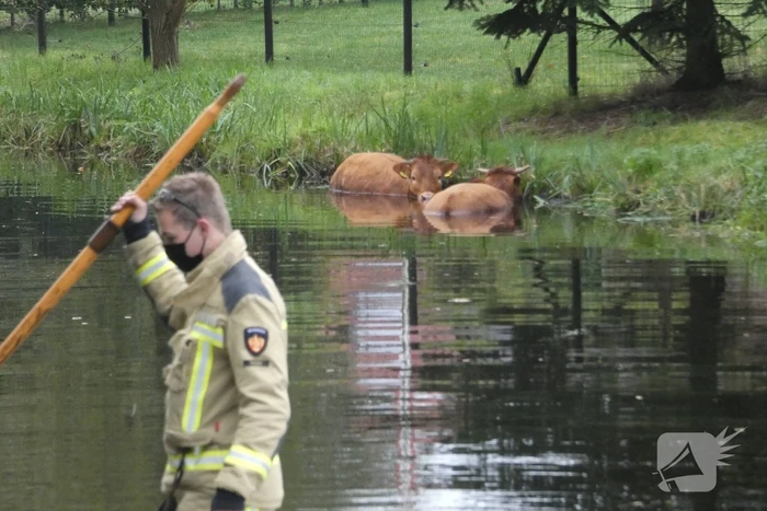 Twee koeien belanden in een sloot