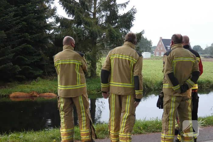 Twee koeien belanden in een sloot