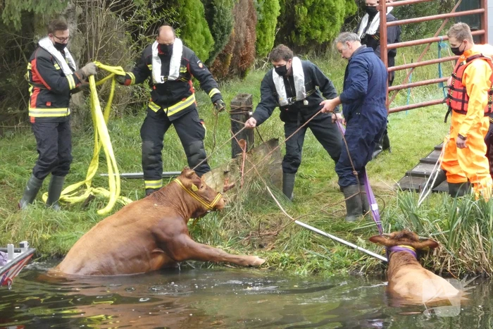 Twee koeien belanden in een sloot