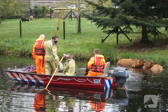 Twee koeien belanden in een sloot