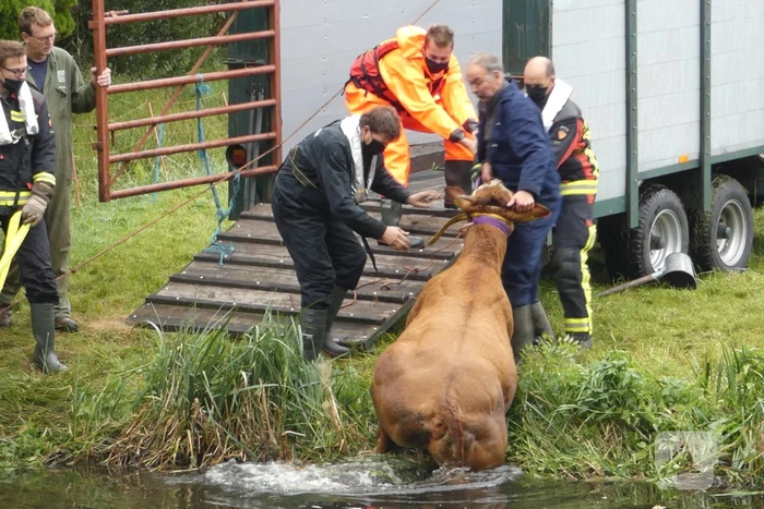Twee koeien belanden in een sloot